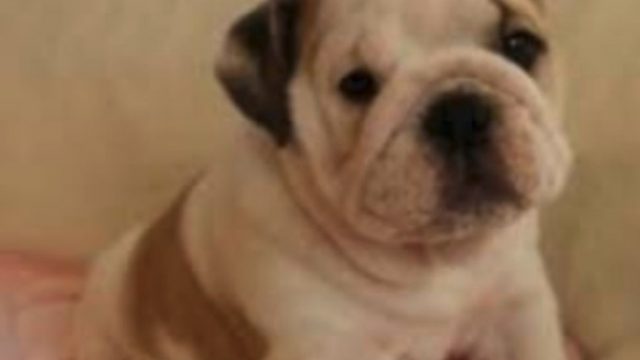 まおっちブルブル