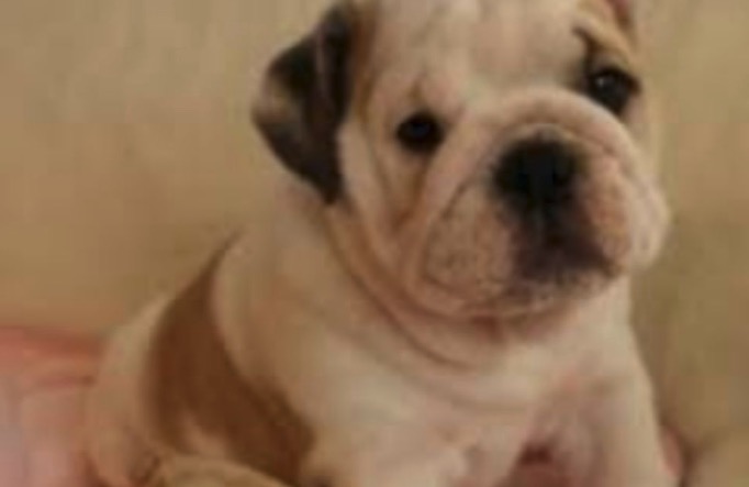 まおっちブルブル