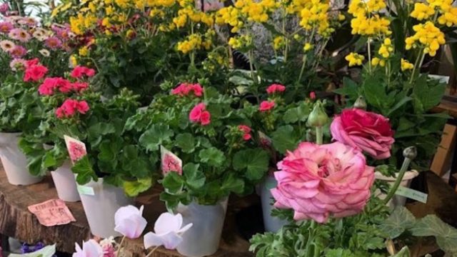 （株）SK花企画 軽井沢店