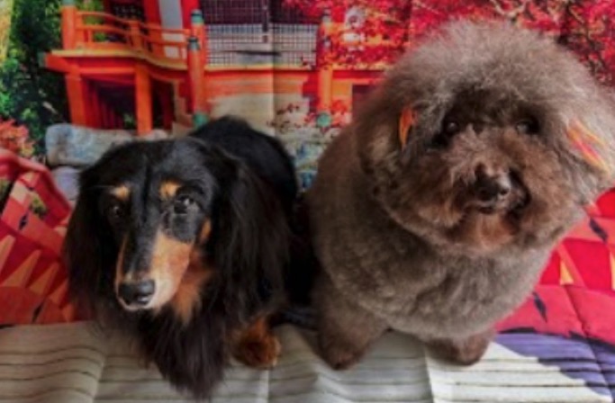 わんニャンシャンプー